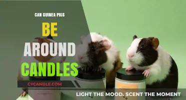 Candles and Guinea Pigs: Safe Practices for a Cozy Environment