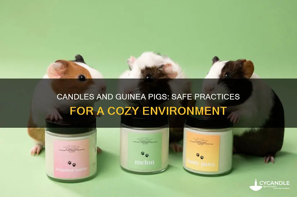 can guinea pigs be around candles