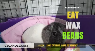 Can Guinea Pigs Safely Eat Wax Beans? A Complete Guide
