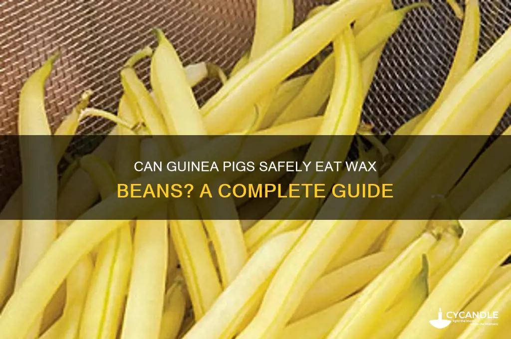 can guinea pigs eat wax beans