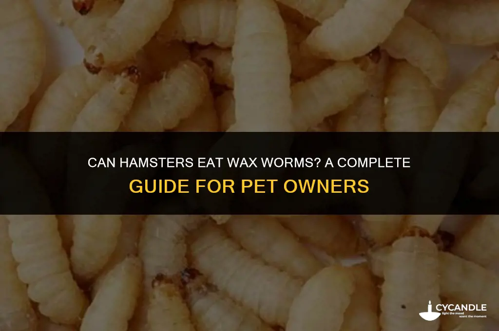 can hamsters eat wax worms