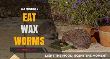 Can Hedgehogs Eat Wax Worms? A Safe Diet Guide