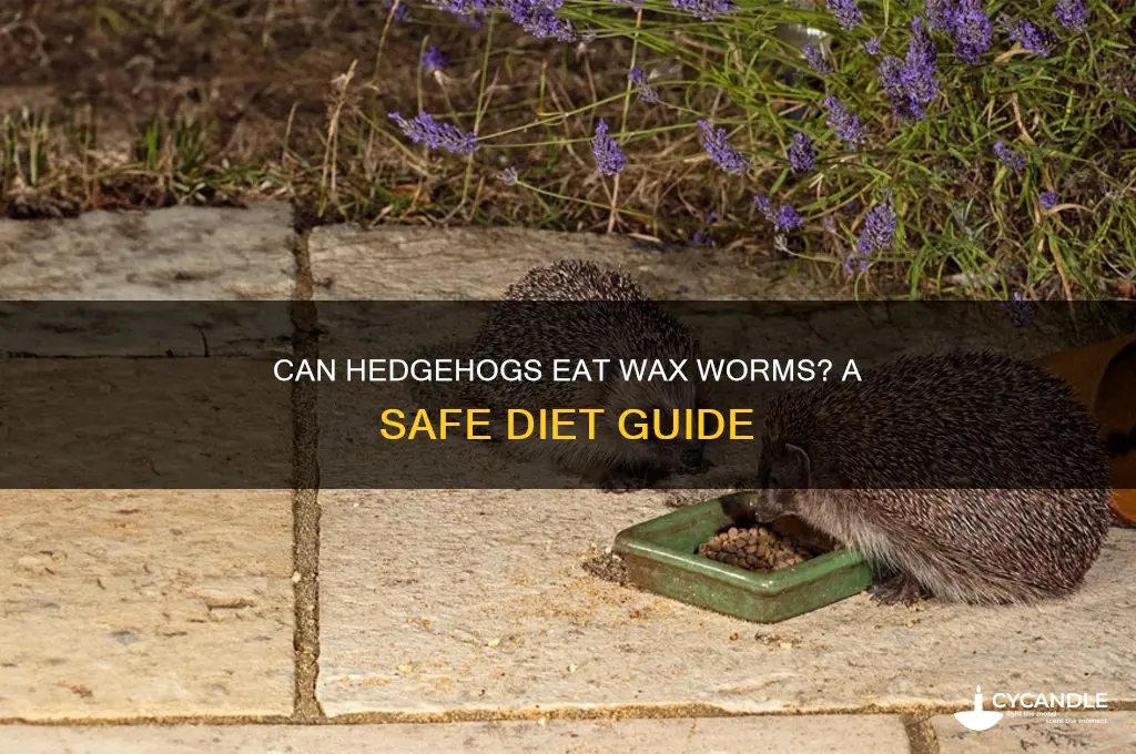 can hedgehogs eat wax worms