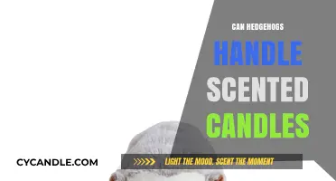 Hedgehogs and Scented Candles: Safe or Harmful?