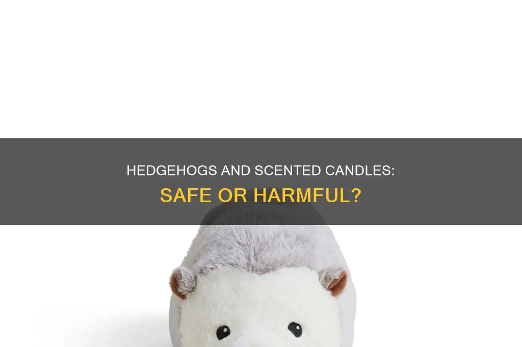 can hedgehogs handle scented candles