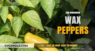 Can Hungarian Wax Peppers Spice Up Your Garden and Kitchen?