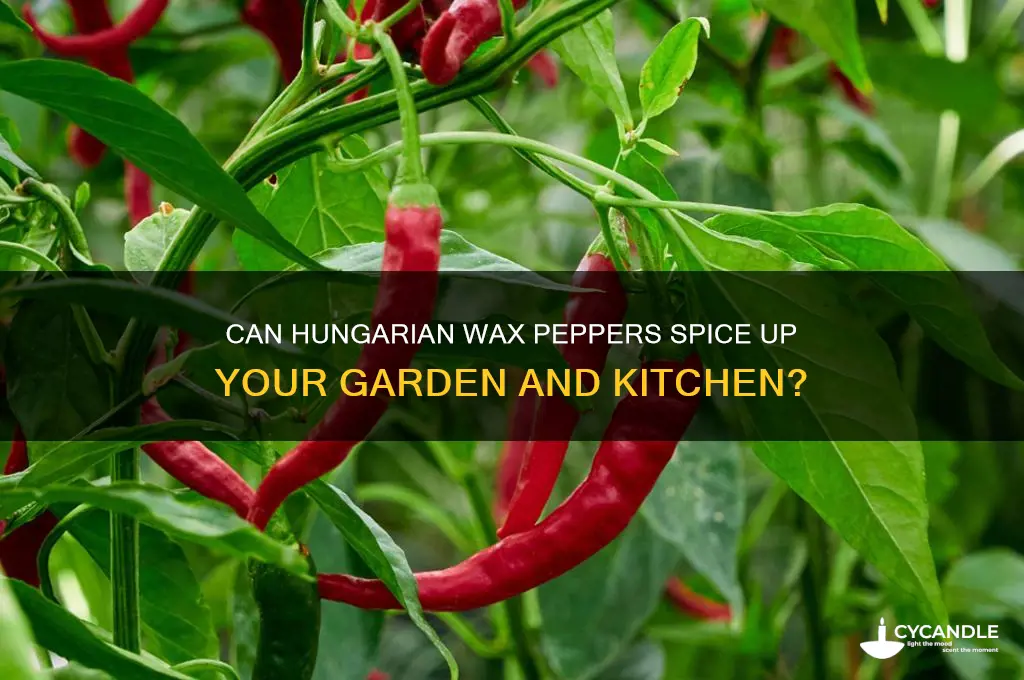 can hungarian wax peppers