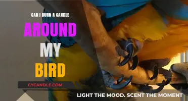 Candles and Birds: Safe Practices for a Bird-Friendly Home