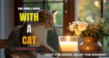 Candles and Cats: Safe Practices for Pet-Friendly Aromatherapy