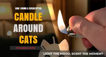 Are Eucalyptus Candles Safe for Cats? What Pet Owners Should Know