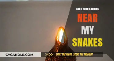 Candles and Snakes: Safe Practices for Reptile Owners to Follow