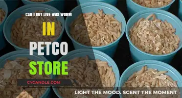 Where to Find Live Wax Worms: Petco Availability Guide