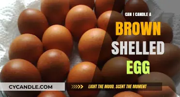 Candling Brown-Shelled Eggs: Techniques, Tips, and What to Expect