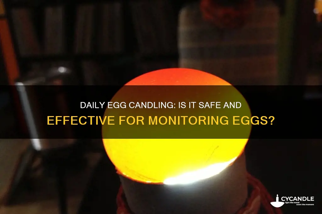 can i candle eggs every day