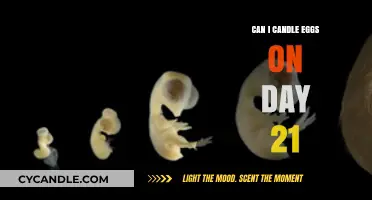 Candling Eggs on Day 21: What to Expect and How to Do It