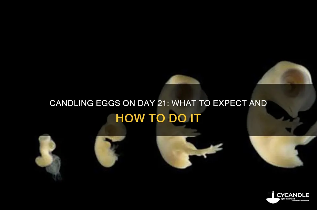 can i candle eggs on day 21