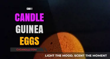 Candling Guinea Eggs: A Beginner's Guide to Checking Fertility