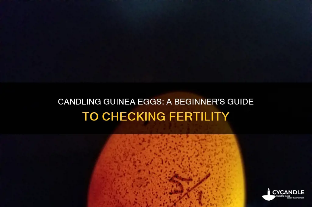 can i candle guinea eggs
