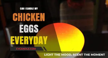 Daily Candling of Chicken Eggs: Benefits, Risks, and Best Practices