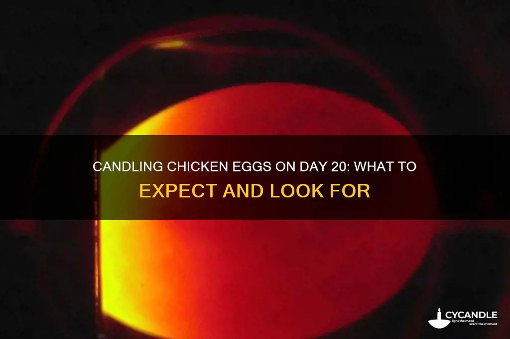 can i candling chicken eggs day 20