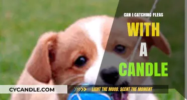 Candle Trap for Fleas: Myth or Effective Home Remedy?