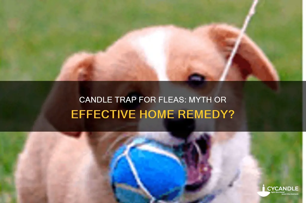 can i catching fleas with a candle