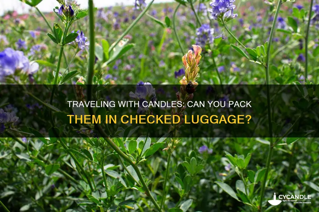 can i check candles in my luggage