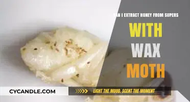Extracting Honey from Supers Infested with Wax Moths: What You Need to Know