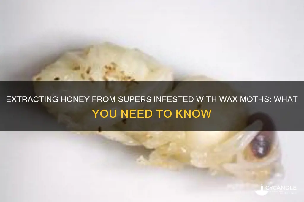can i extract honey from supers with wax moth