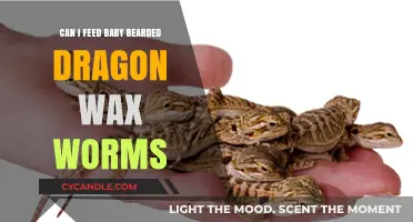 Wax Worms for Baby Bearded Dragons: Safe Feeding Guide