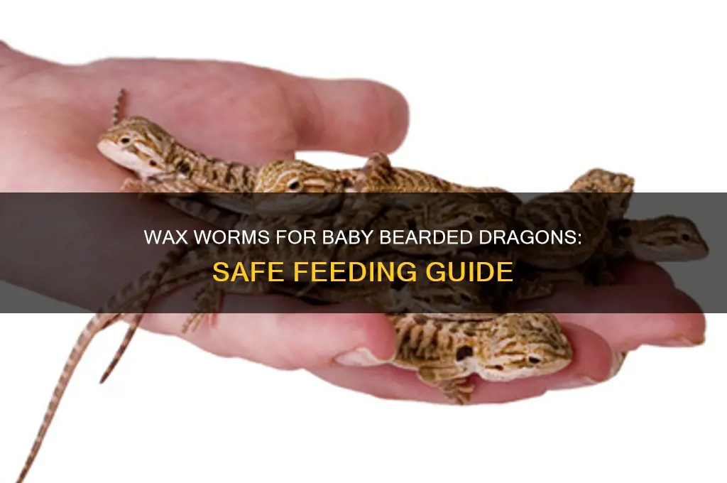 can i feed baby bearded dragon wax worms