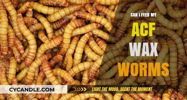 Can I Feed My ACF Wax Worms? A Complete Guide