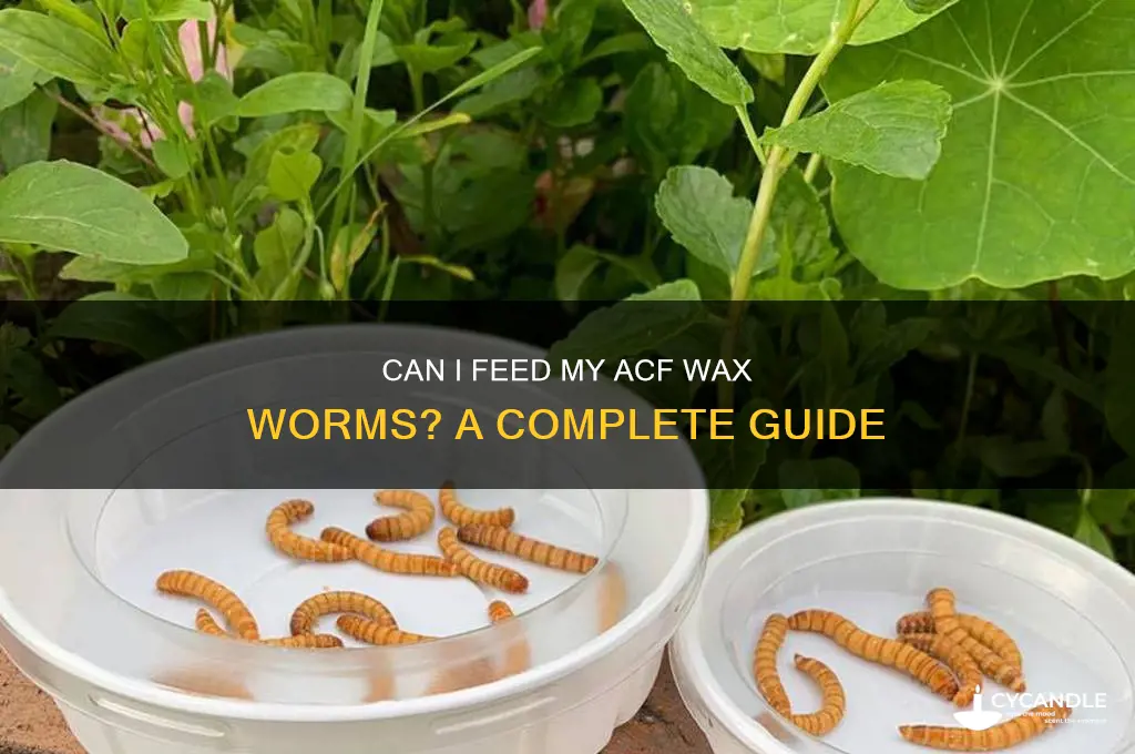 can i feed my acf wax worms