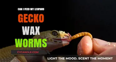 Wax Worms for Leopard Geckos: A Nutritious Treat or Not?