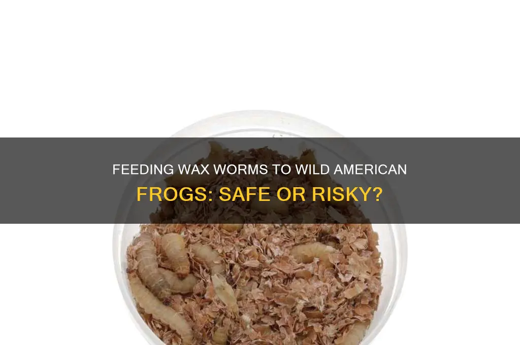 can i feed my wild american frog wax worms
