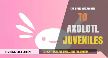 Feeding Wax Worms to Axolotl Juveniles: Safe or Risky?