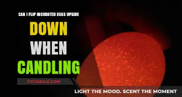 Flipping Incubated Eggs: Candling Tips and Safe Handling Practices