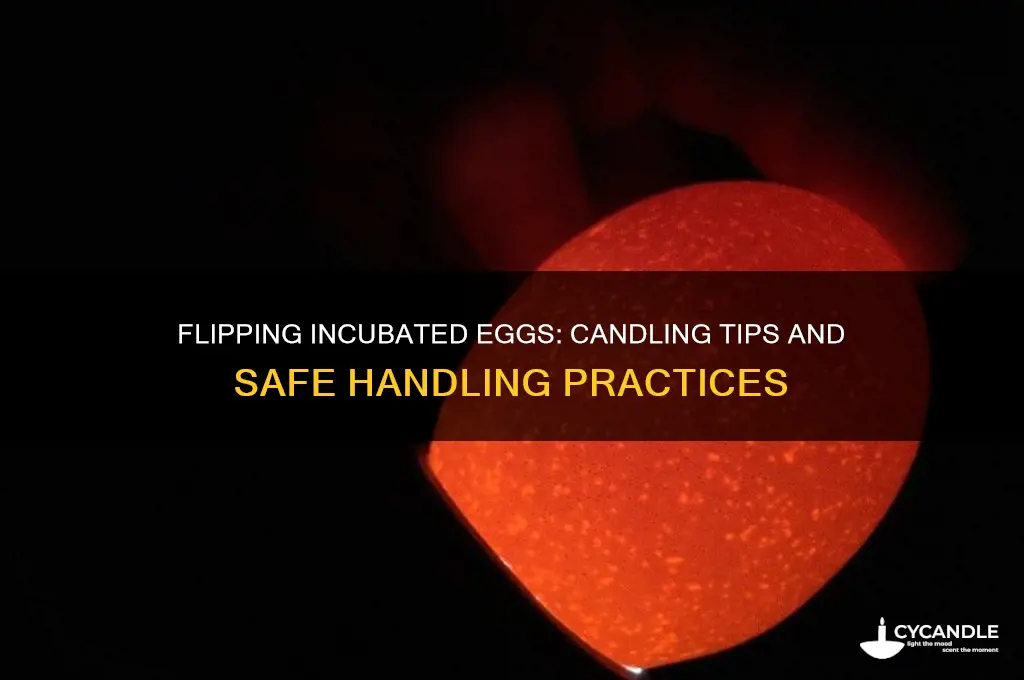 can i flip incubated eggs upside down when candling