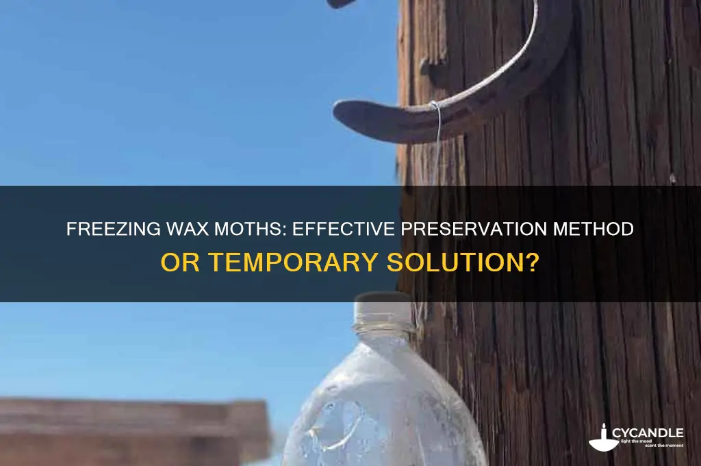 can i freeze wax moths