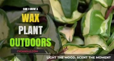 Growing Wax Plants Outdoors: Tips for Thriving in Your Garden