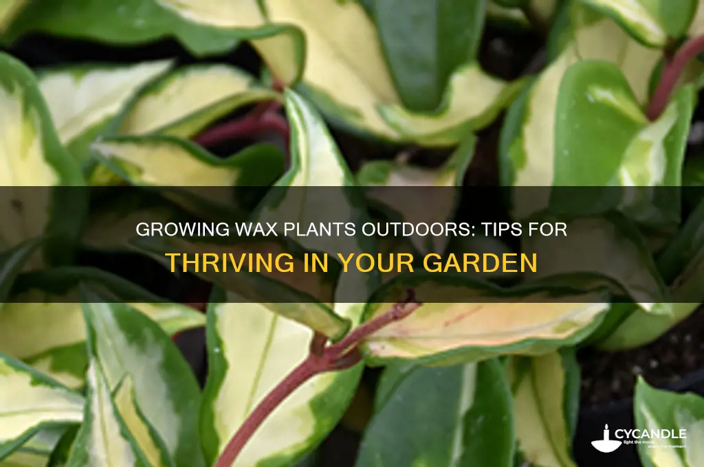 can i grow a wax plant outdoors