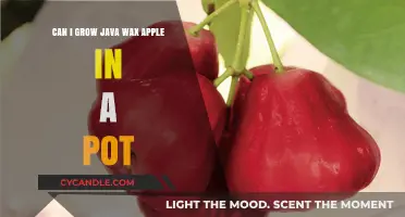 Growing Java Wax Apples in Pots: Tips for Container Gardening Success