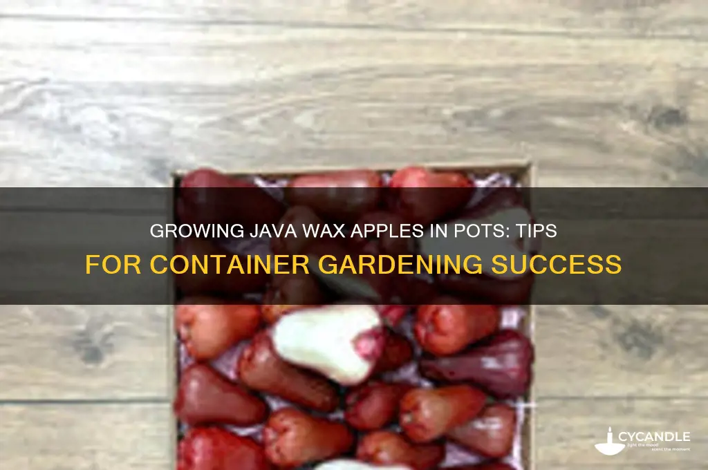 can i grow java wax apple in a pot