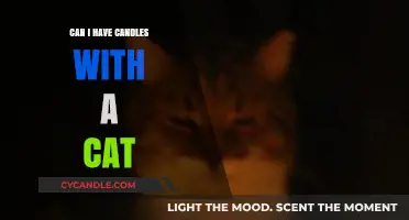 Candles and Cats: Safe Coexistence Tips for Pet Owners