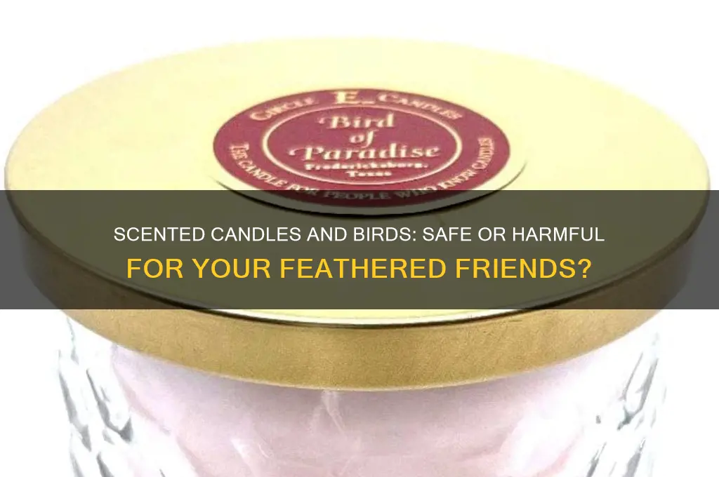 can i have scented candles around birds