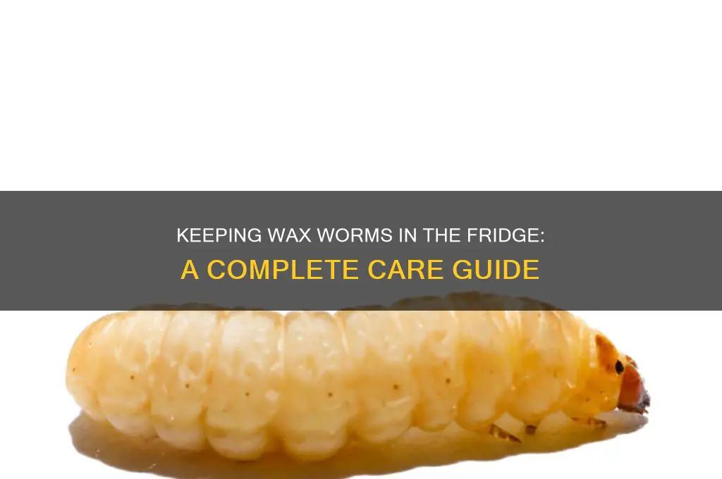 can i keep wax worms in the fridge