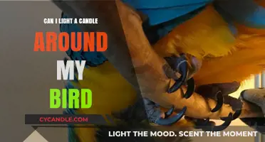 Candles and Birds: Safe Practices for Pet Owners to Follow