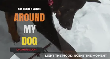 Pet-Safe Candle Use: Tips for Lighting Candles Around Dogs
