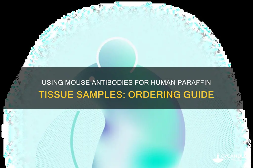 can i order mouse antibodies for human paraffin tissue samples
