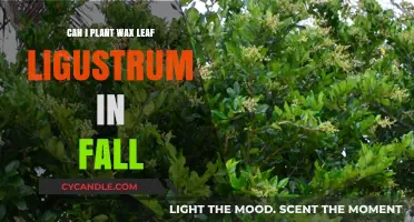 Planting Wax Leaf Ligustrum in Fall: Timing and Tips for Success